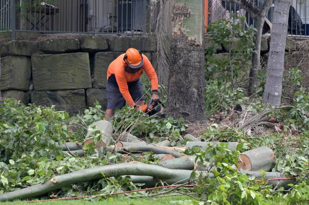 Trusted Bourbon, IN Tree Services Experts